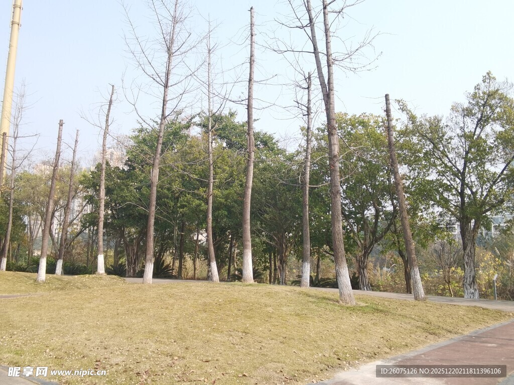 冬日公园的光秃树木景观