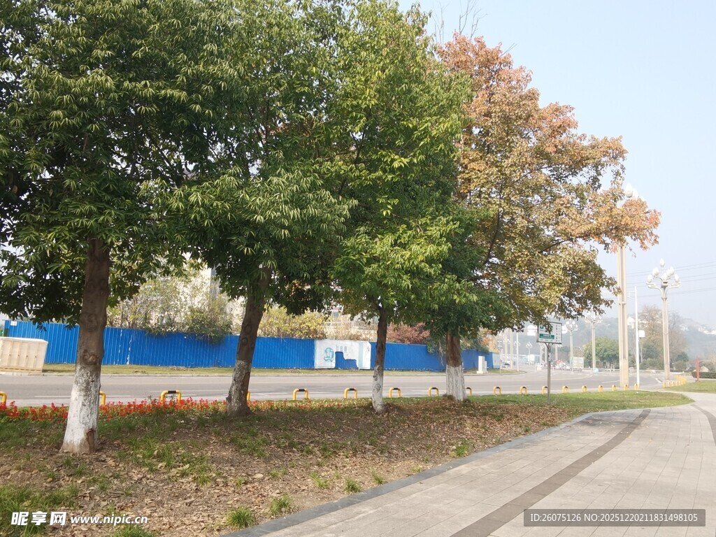 道路旁绿树成荫的景致