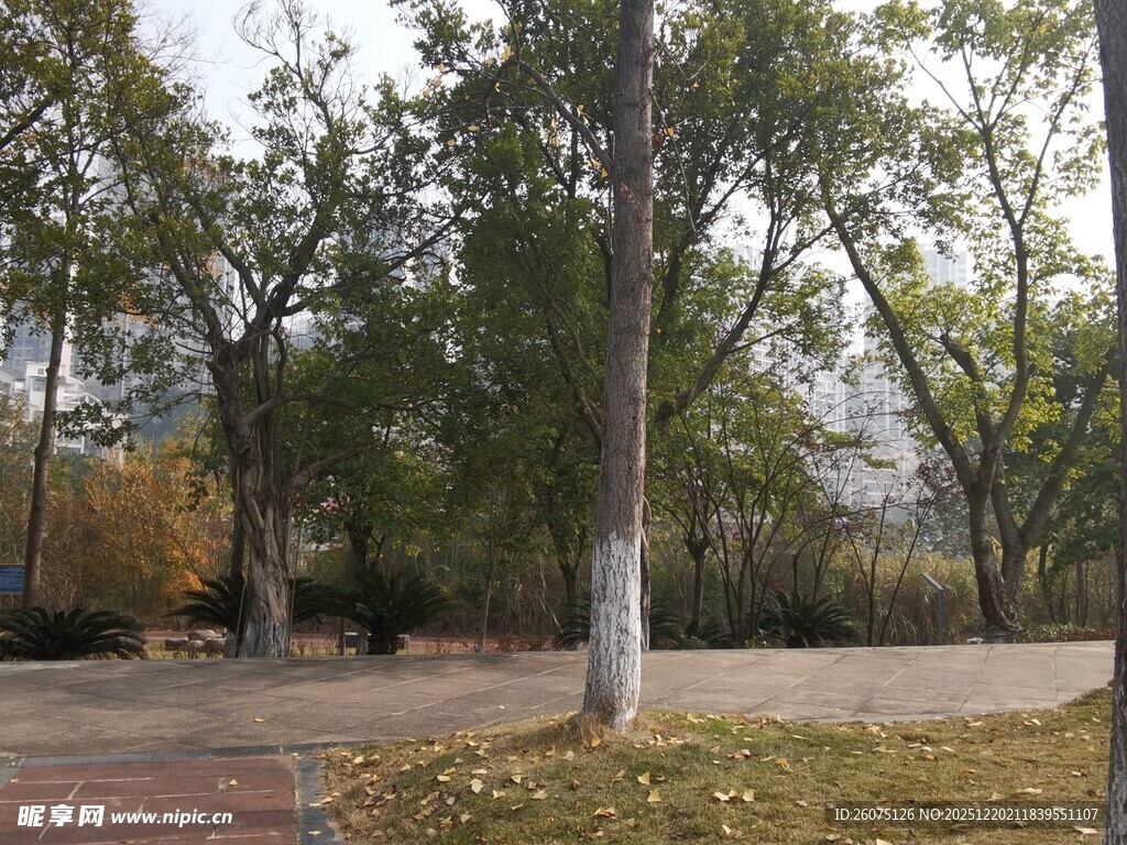 秋日公园树林景致