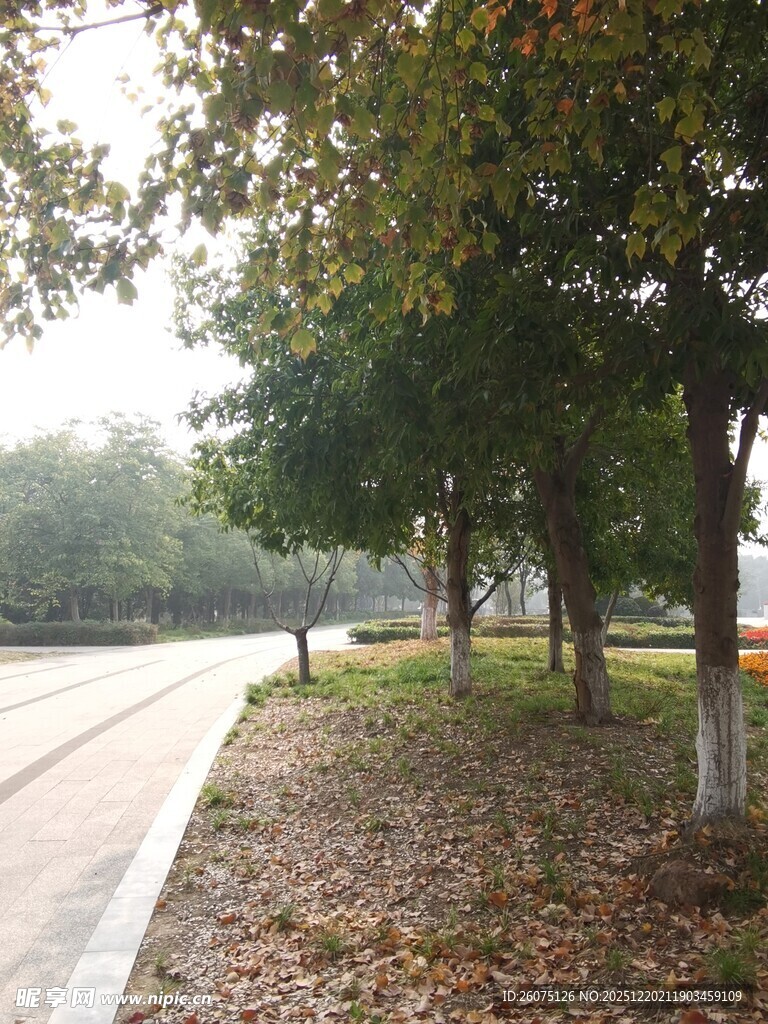 秋日林荫道风景