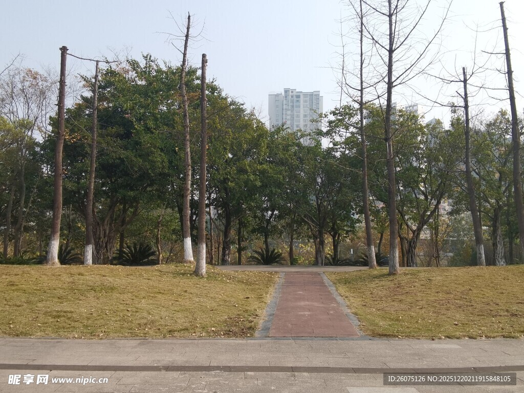 冬日公园的静谧林间小道