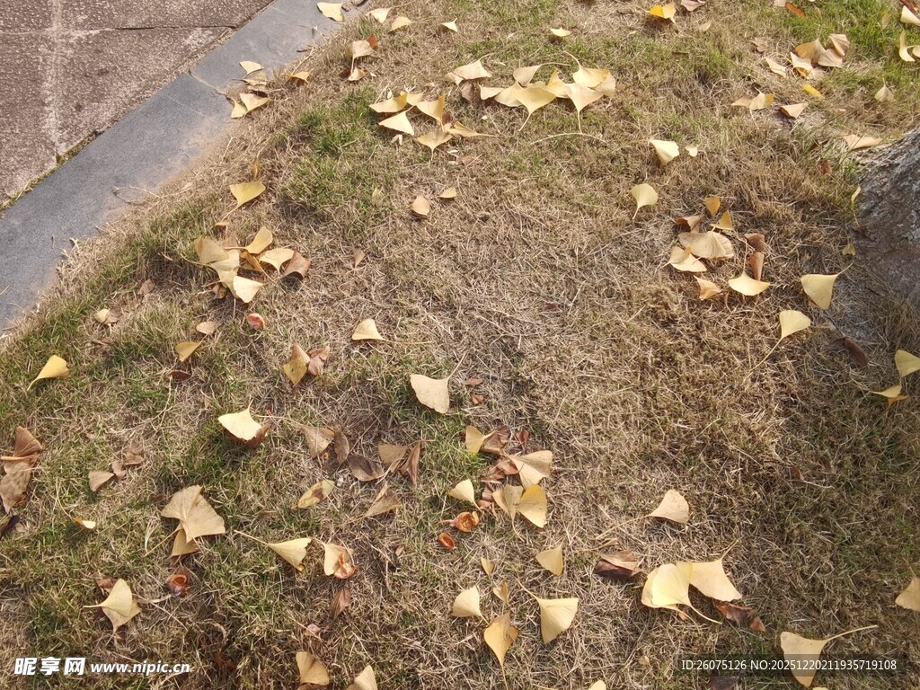秋日地面散落的银杏叶