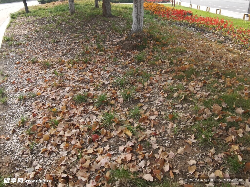 秋日落叶铺满地的景致