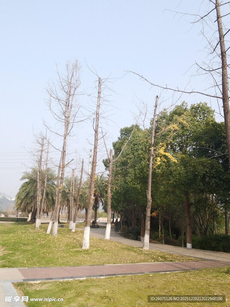 冬日公园的光秃树木景观