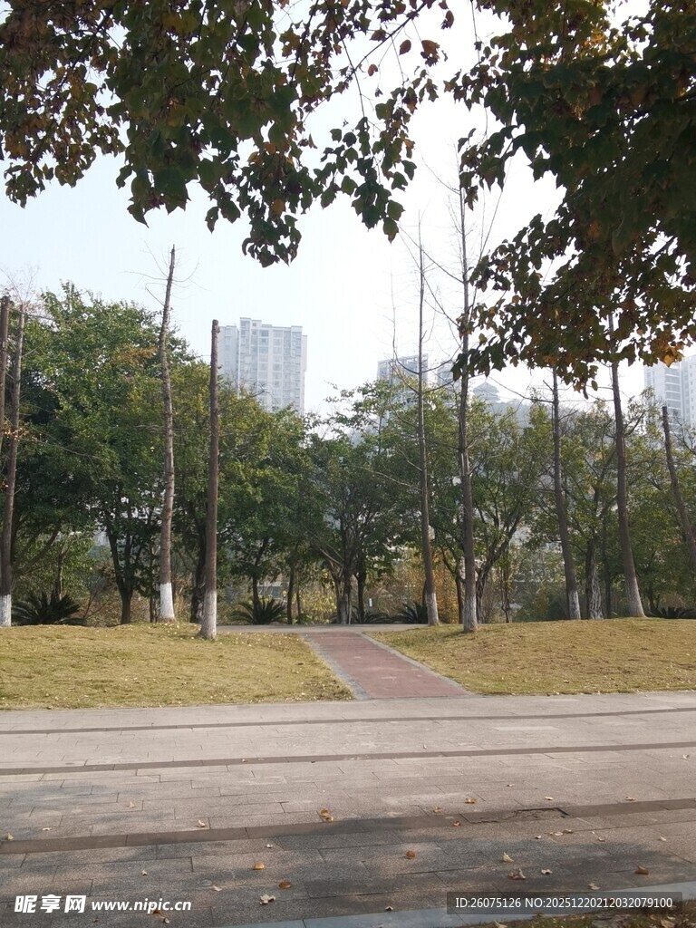 城市公园中的静谧林荫道