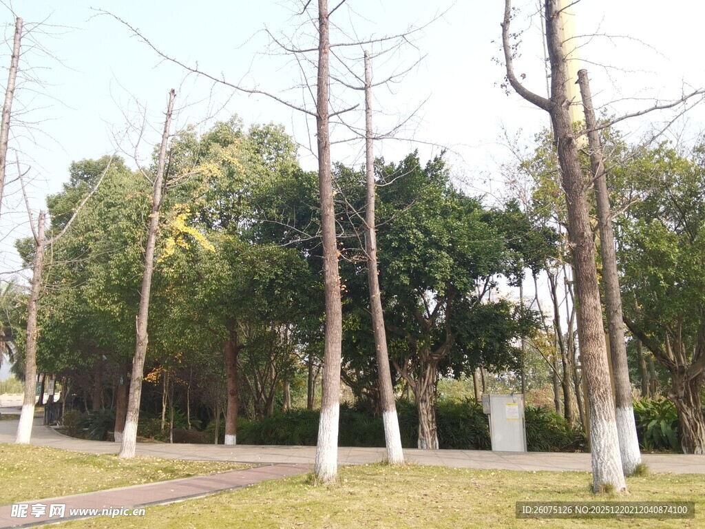 冬日路旁的光秃树木