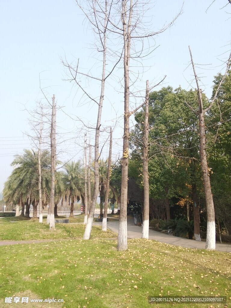 冬日公园的光秃树木景观