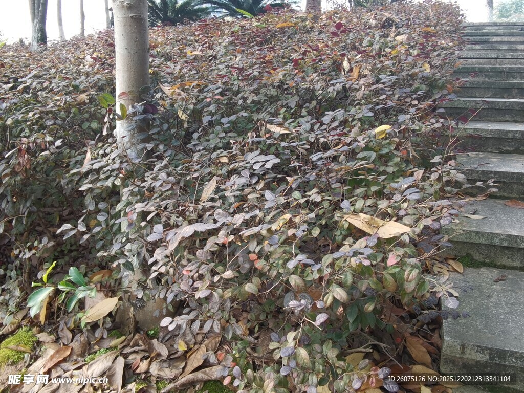 秋日台阶旁的斑斓灌木丛