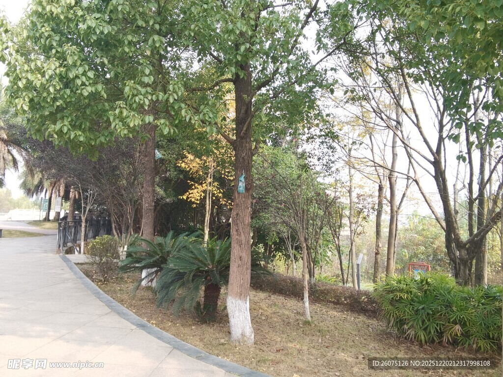 林间小道静谧自然景致