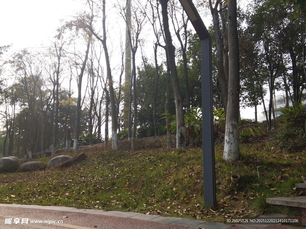 秋日路边树林落叶景致