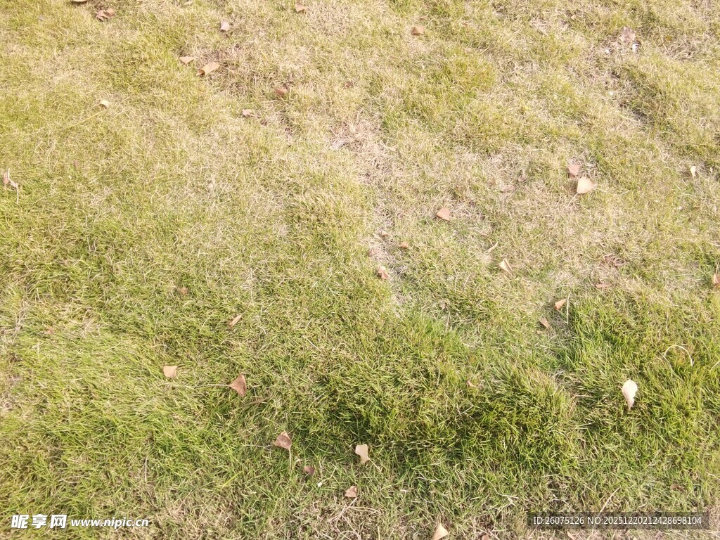 翠绿草地局部景象