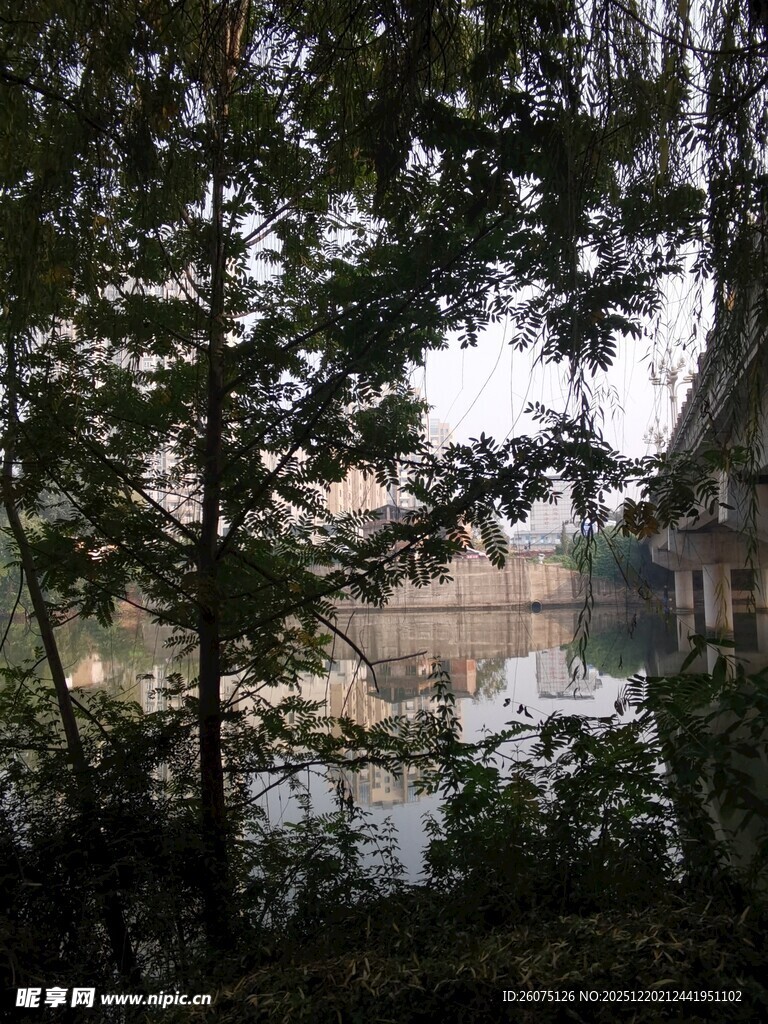 透过枝叶看远处建筑