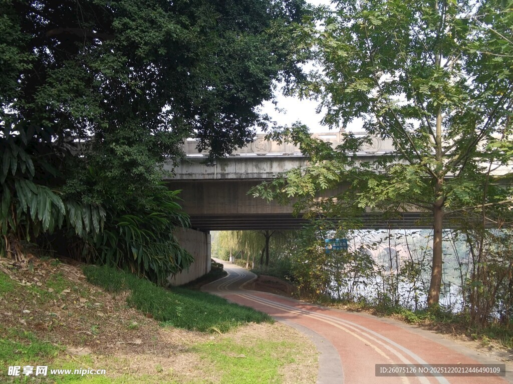 林间小径旁的桥与绿意