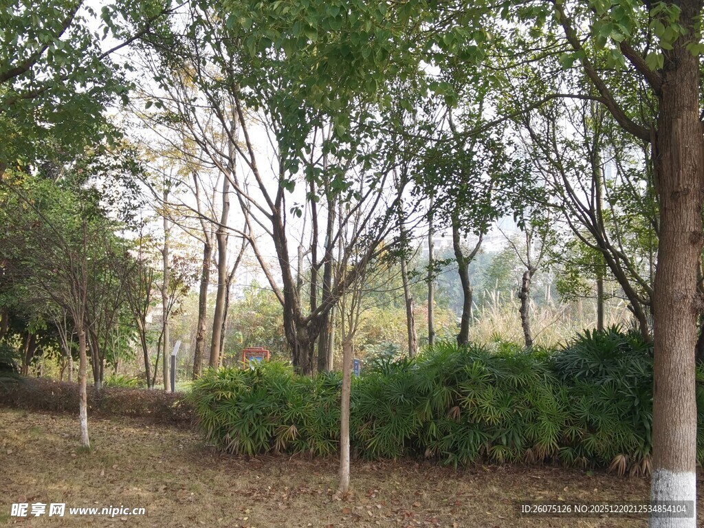 秋日林间小道景观