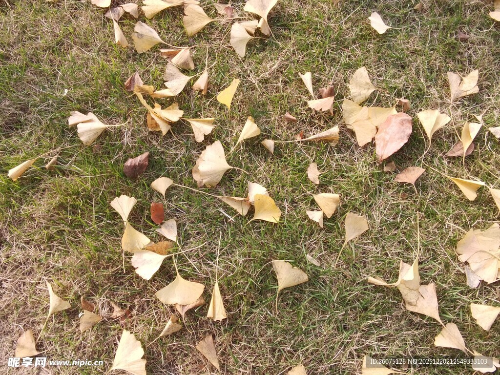 地面散落的枯黄银杏叶片
