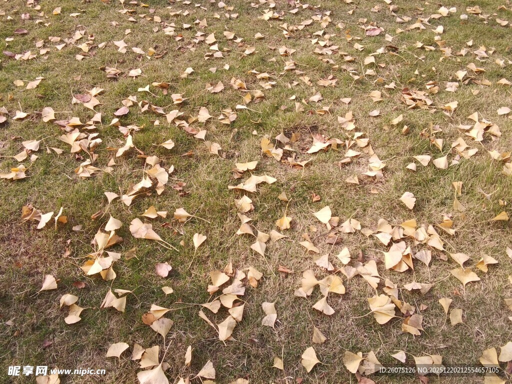 地面散落的枯黄落叶