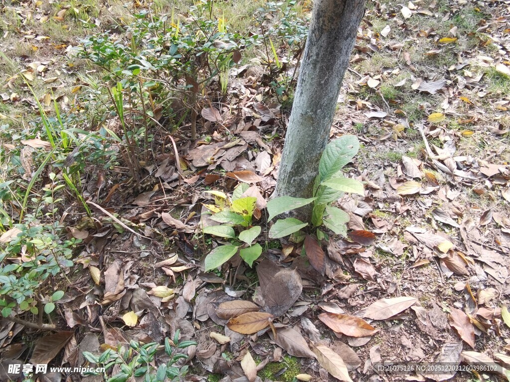 树下绿植与落叶景象