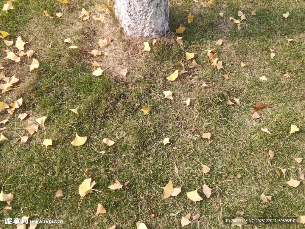 树下散落的金黄秋叶