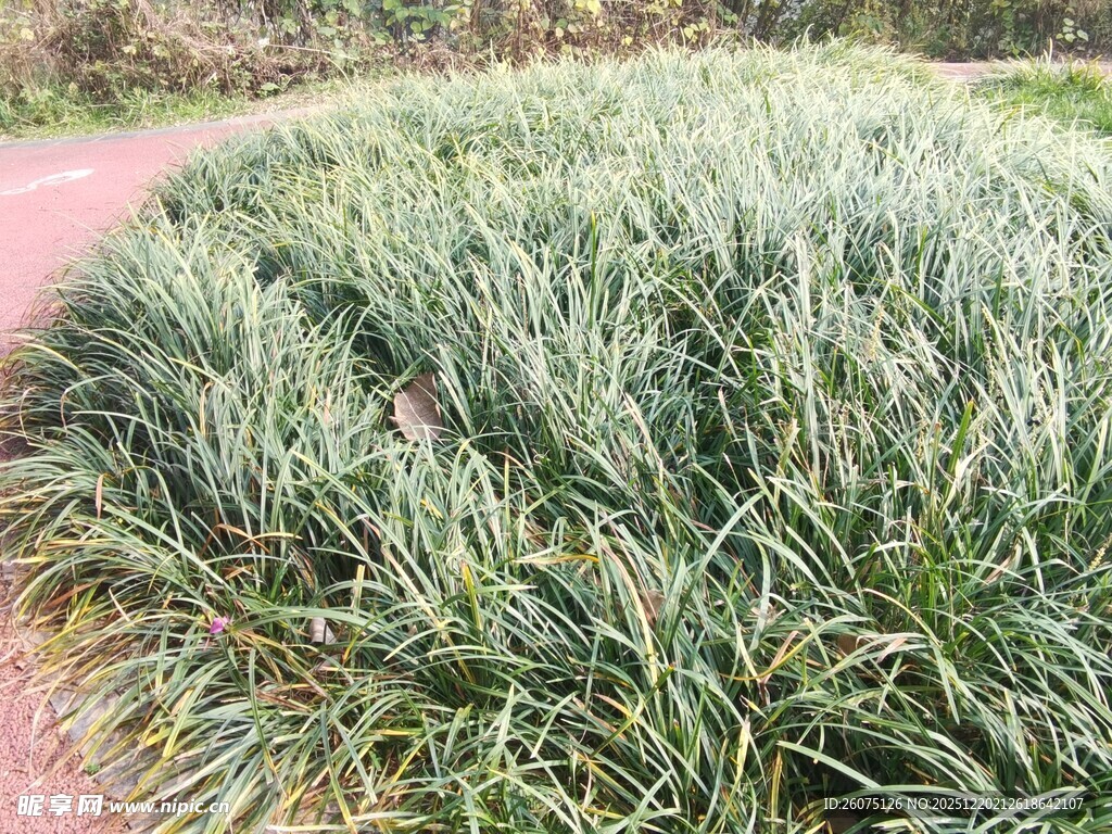 翠绿麦冬草覆盖地面景观