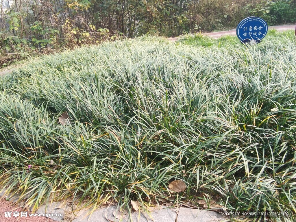 翠绿麦冬草景观