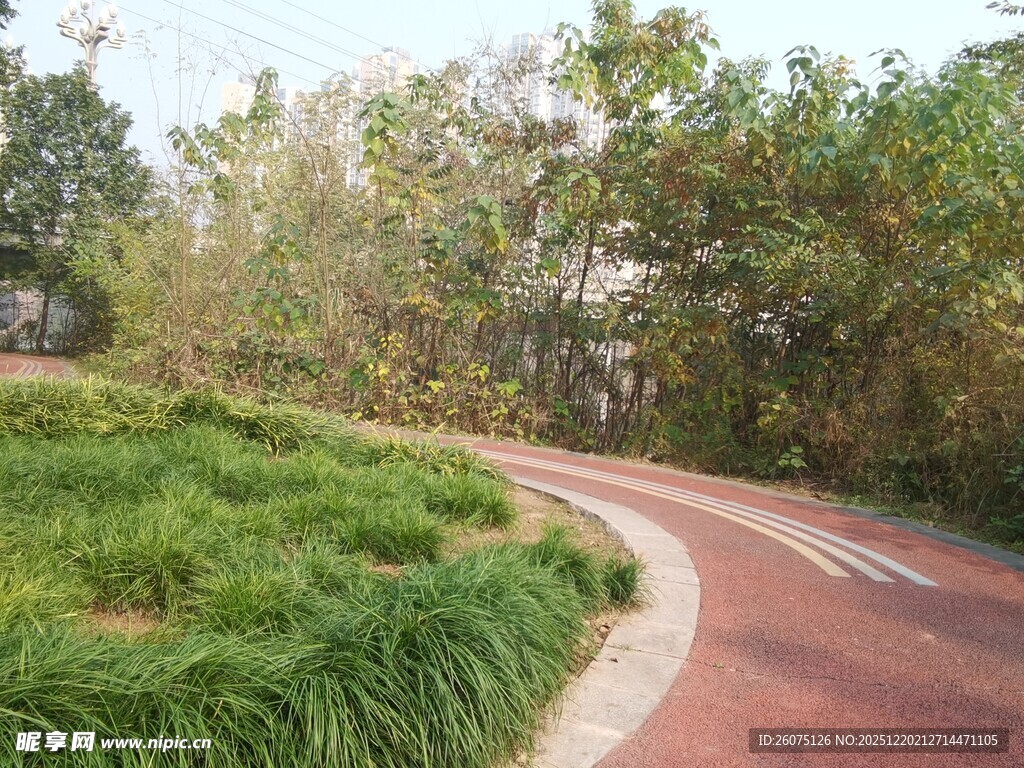 蜿蜒小径旁的葱郁绿植