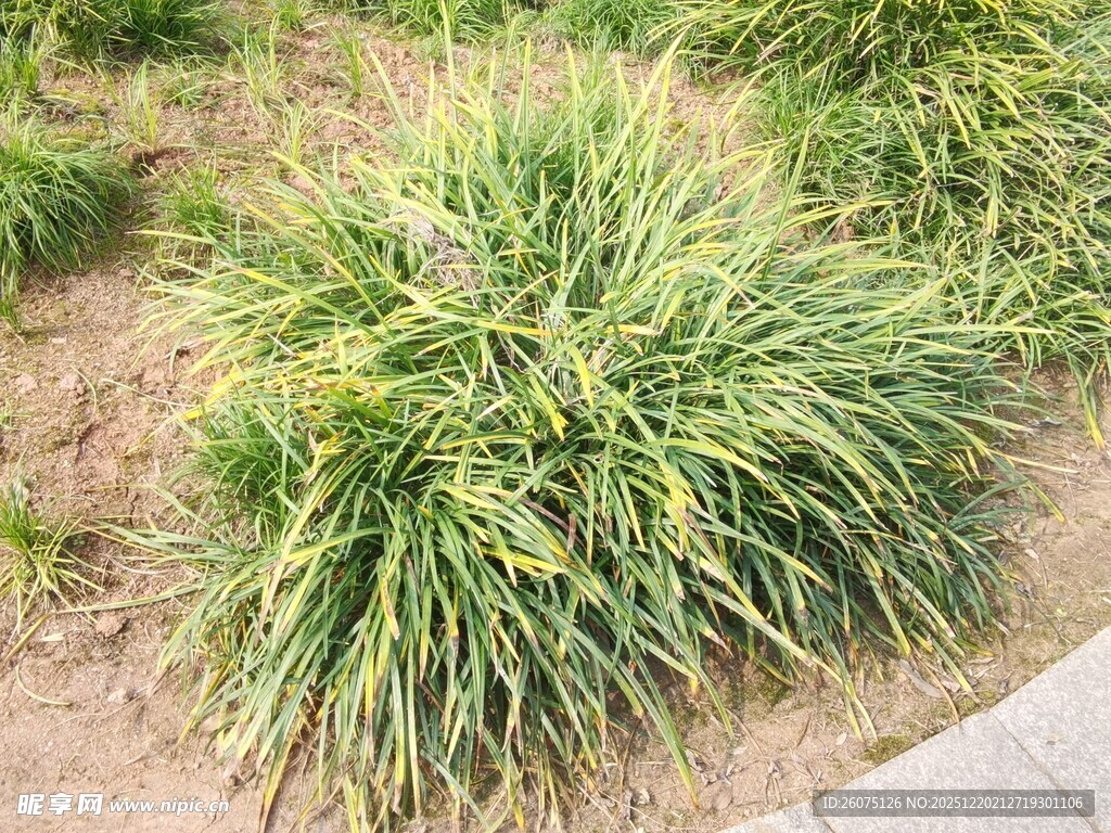 翠绿观赏草生机盎然