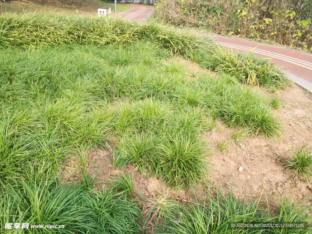 路边葱郁草地风景