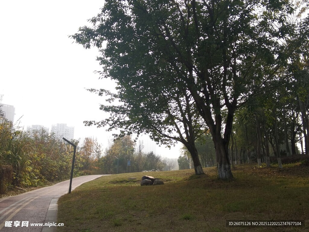 林间晨景静谧自然之路