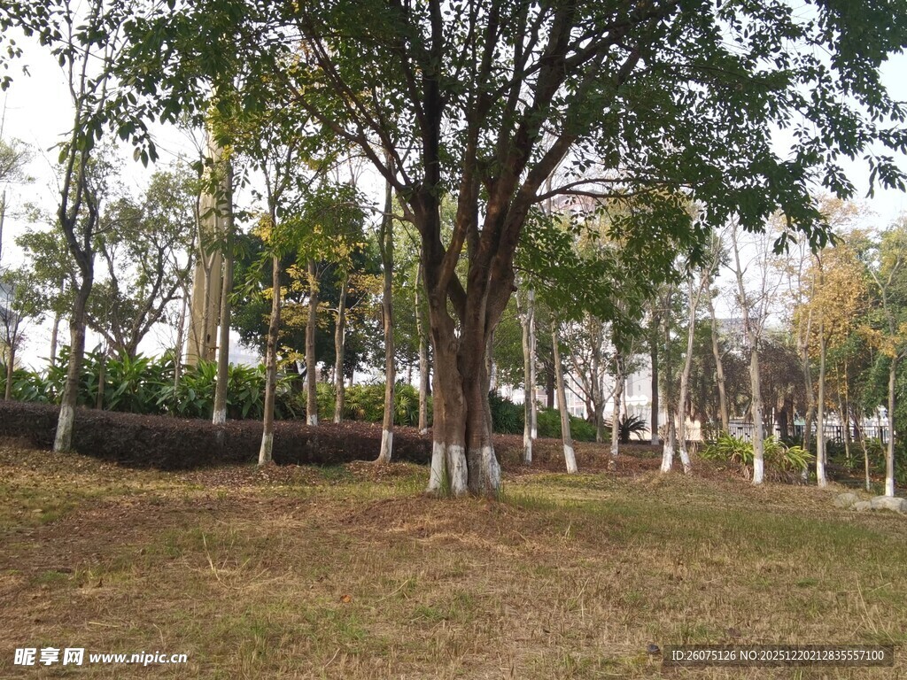 公园内葱郁树木与开阔草地