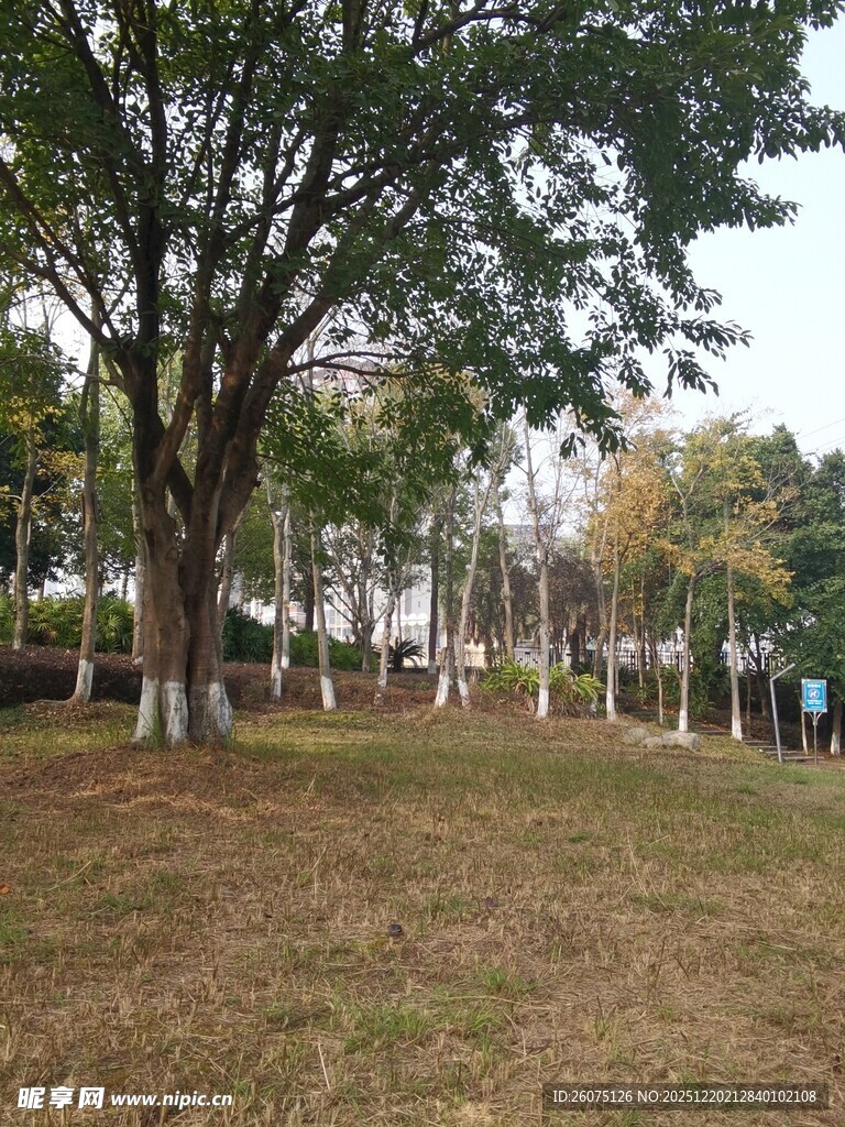 秋日公园草地树木景致