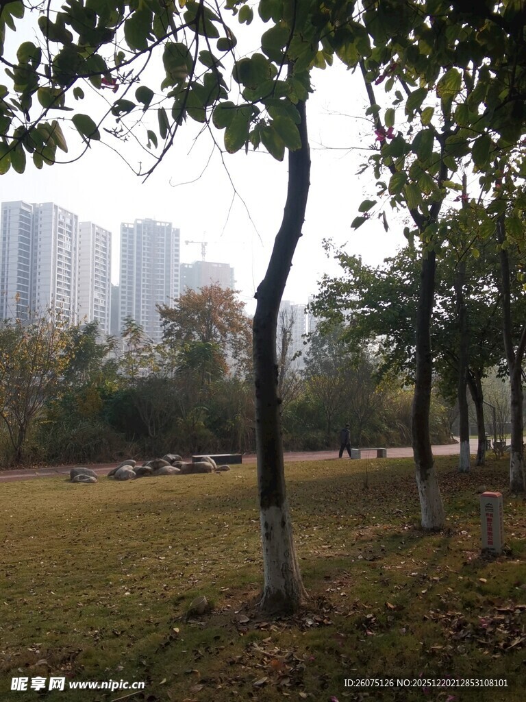 城市公园中的树木与草地