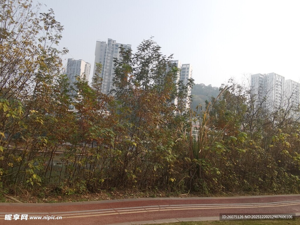 城市路边绿植与远处高楼