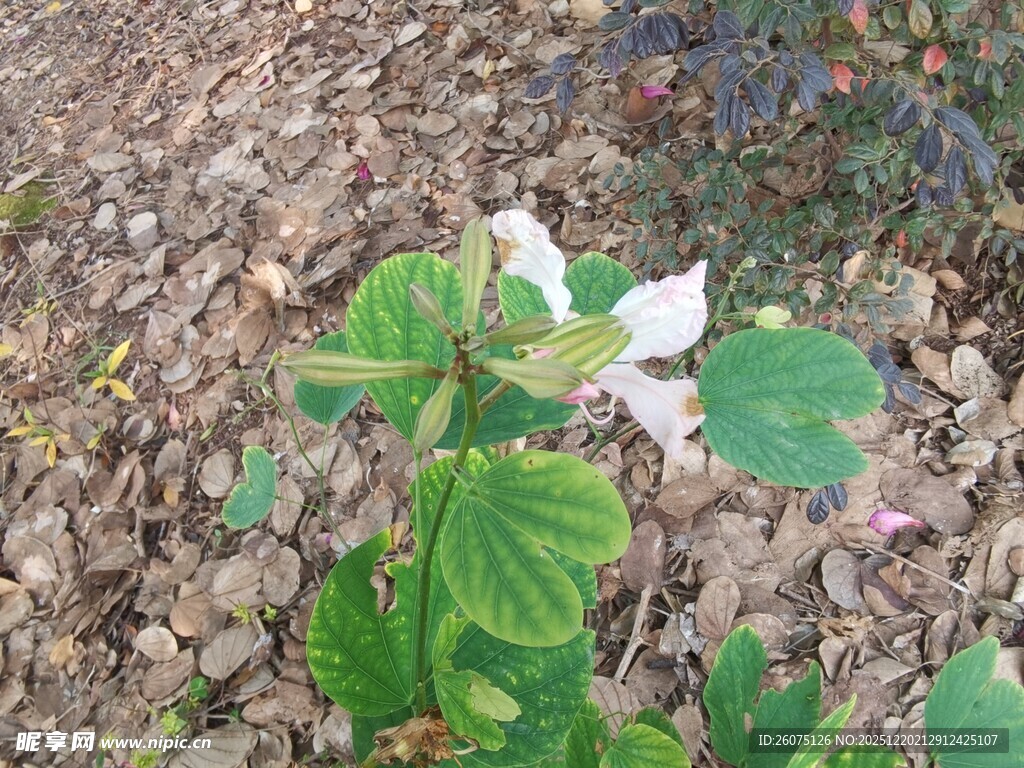 白色花朵绽放于碎石间