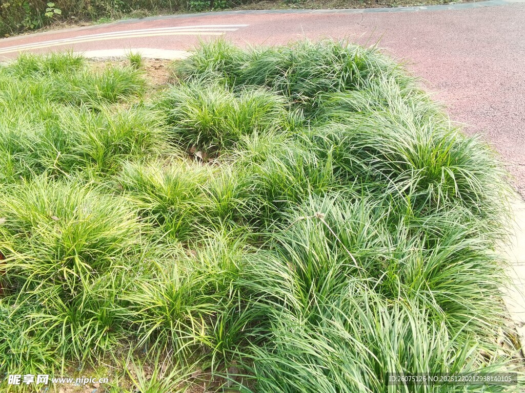 路边葱郁的绿色草丛