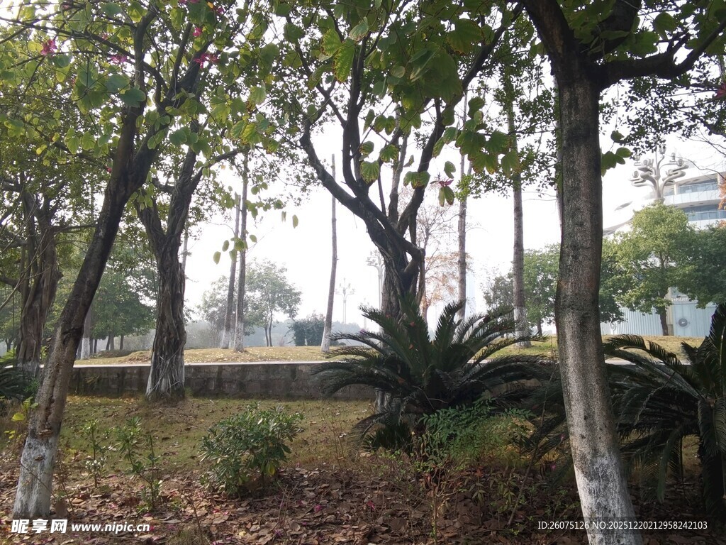 林间晨景静谧自然氛围