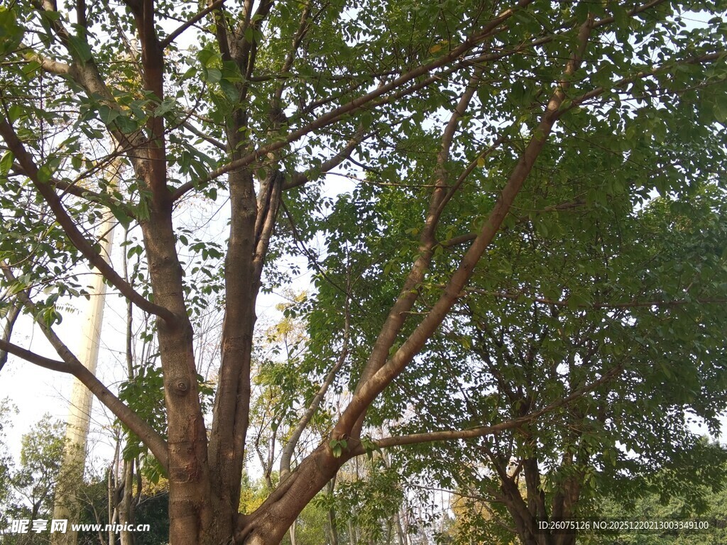 阳光下繁茂的树木