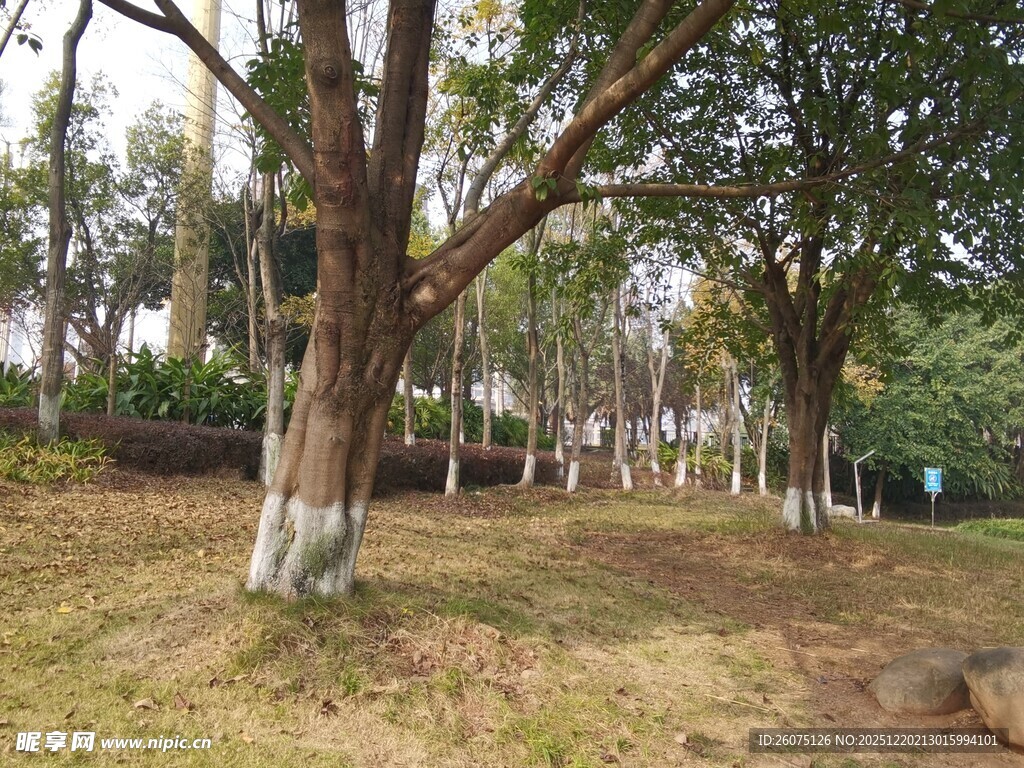 公园树林中的宁静景致