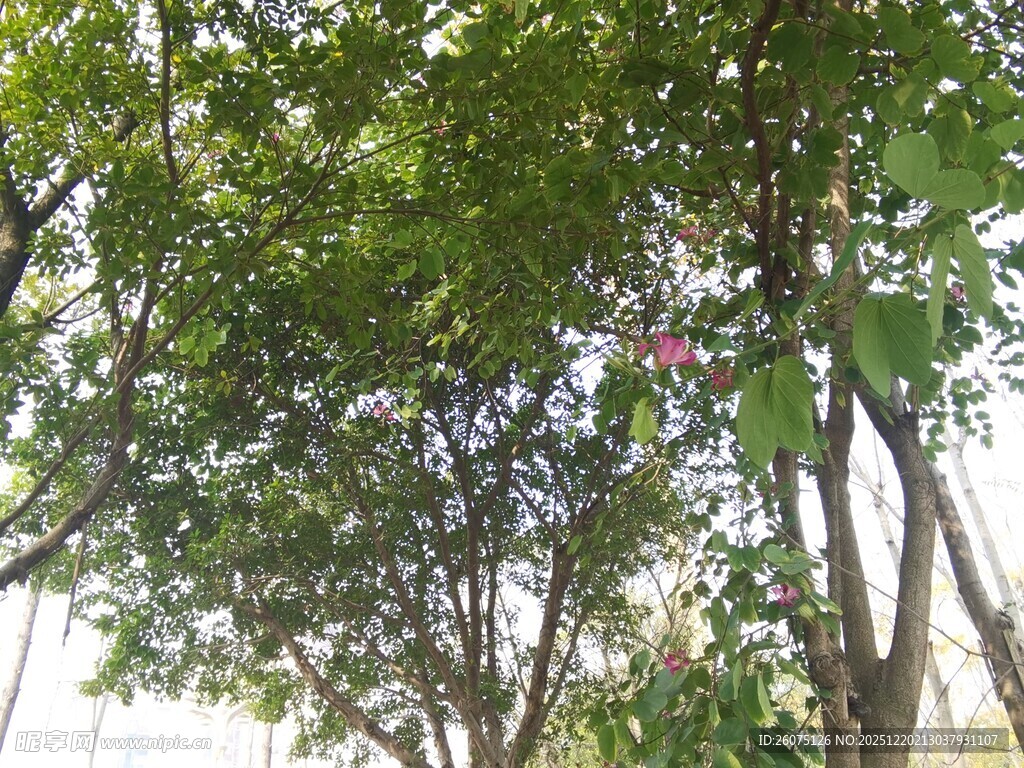 繁茂绿树间的自然景致