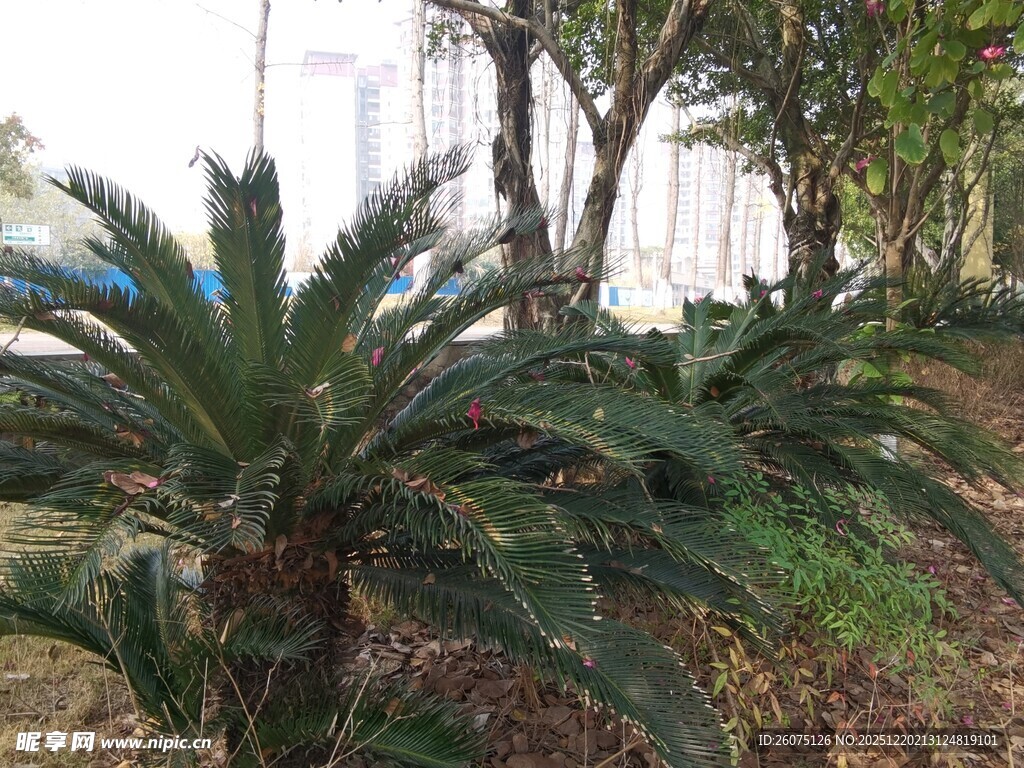 户外生长的铁树植物