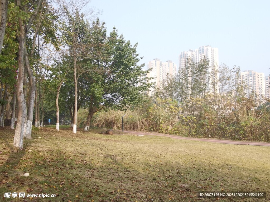 秋日公园草地树林景致