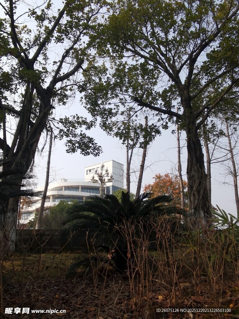 秋日树林中的静谧景象