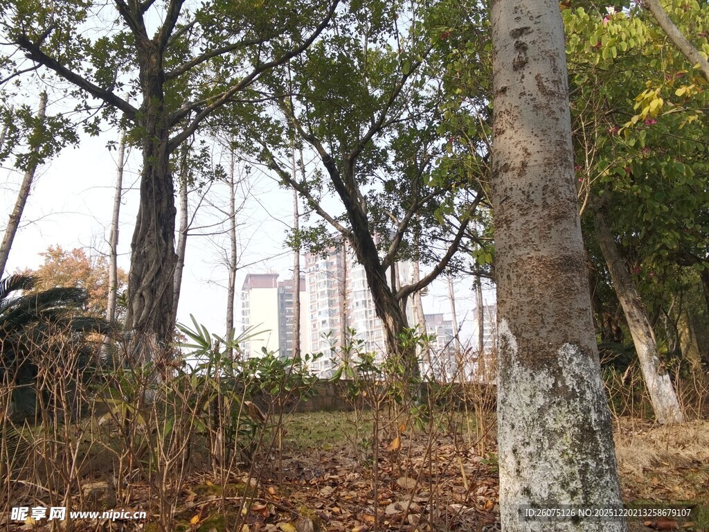 秋日树林中的斑驳树干