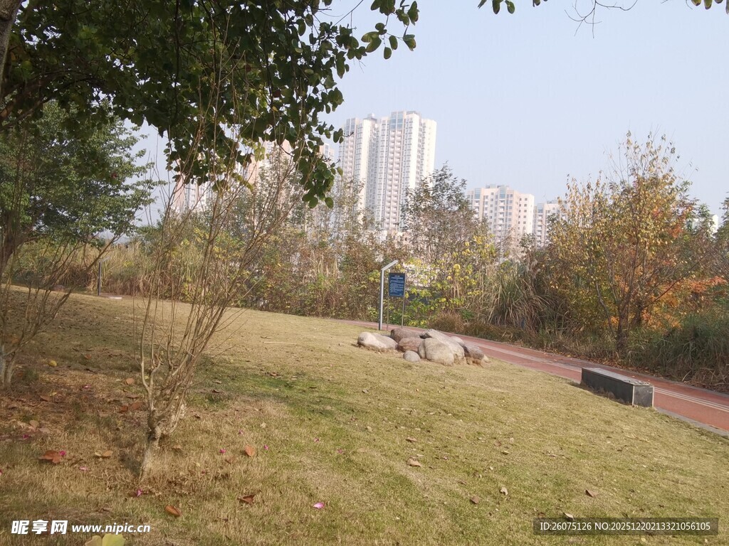 城市公园中的开阔草地景观