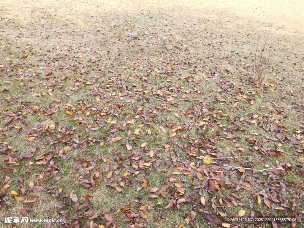 秋日落叶覆盖的地面