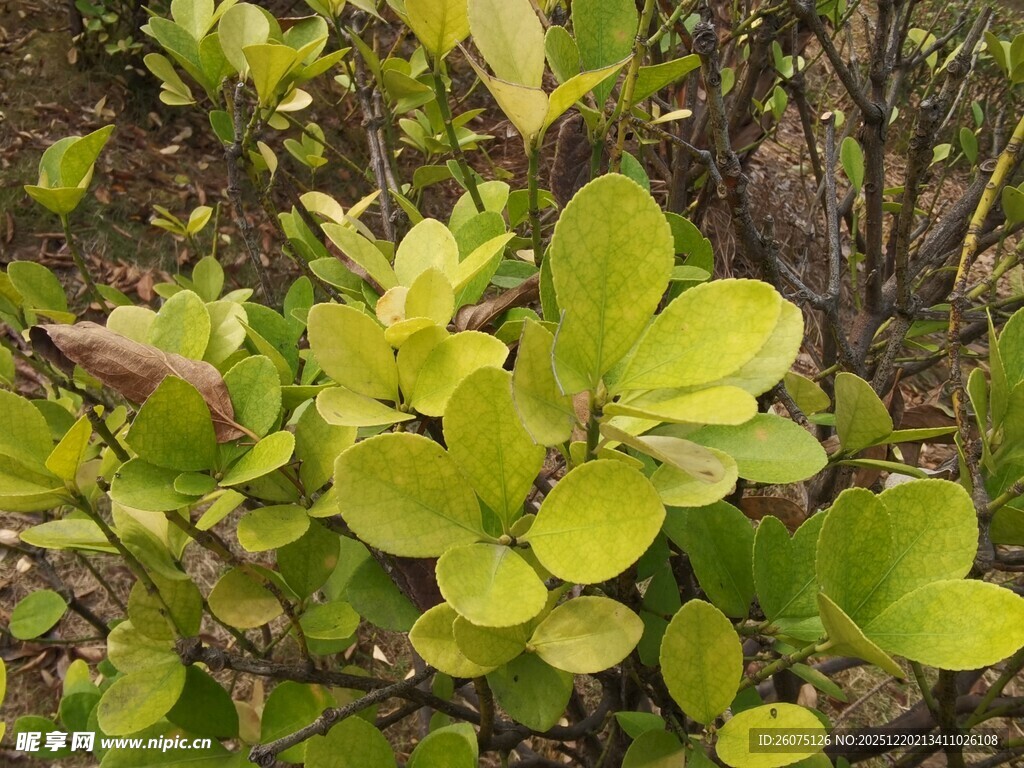 嫩绿叶片植物特写