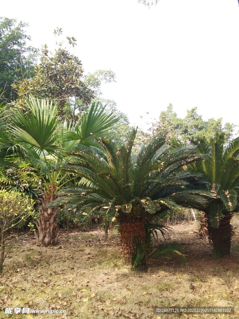 户外丛生的棕榈科植物