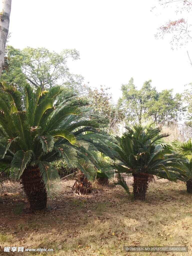 户外的苏铁植物景观