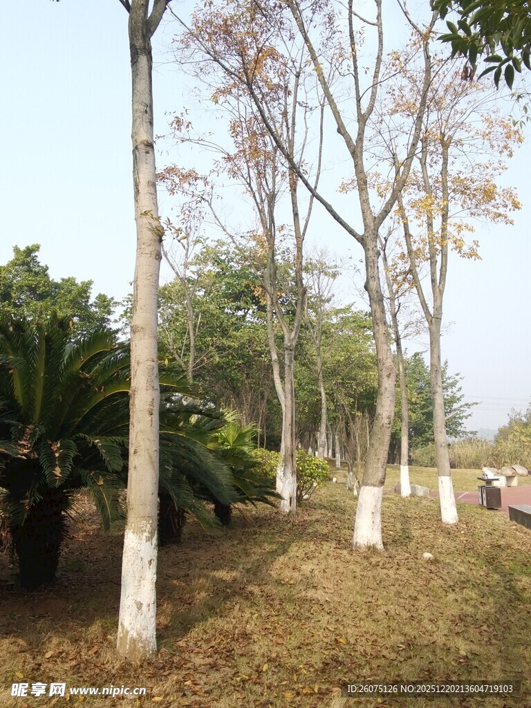 春日林间小道景色