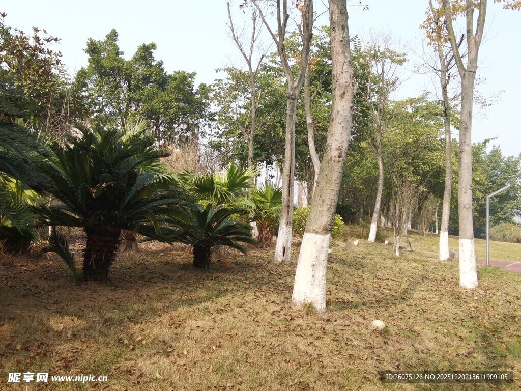 林间树木与绿植景观