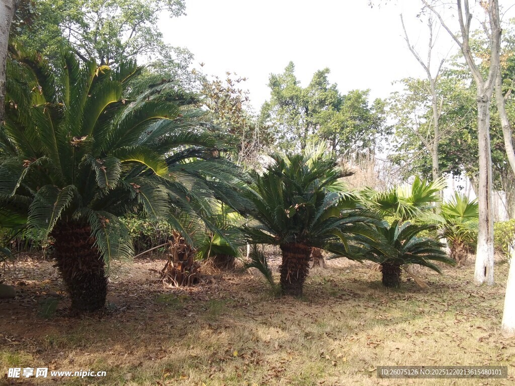 户外的丛生苏铁景观